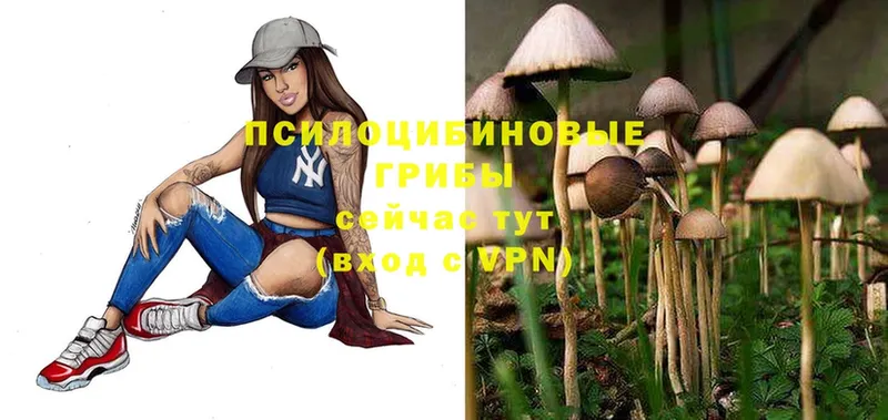 что такое наркотик  Кодинск  Галлюциногенные грибы Psilocybine cubensis 